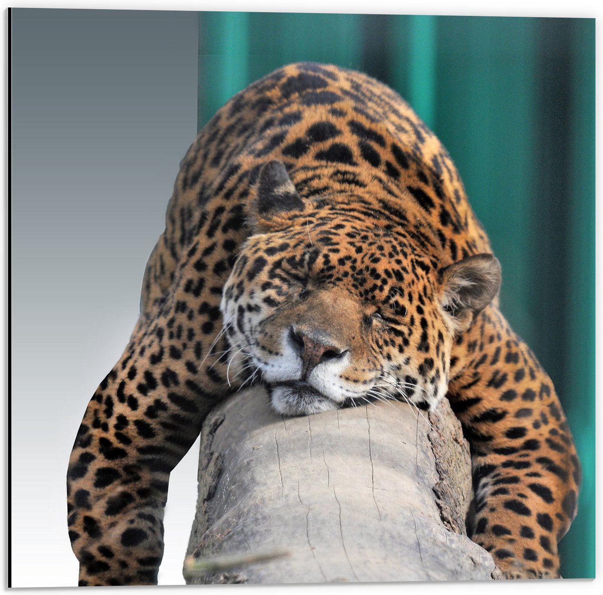 Dibond - Slapende Luipaard Liggend op een Boomstam - 50x50 cm Foto op Aluminium (Wanddecor