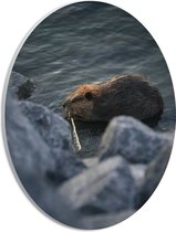 WallClassics - PVC Schuimplaat Ovaal - Otter bij Stenen aan het Water - 21x28 cm Foto op Ovaal (Met Ophangsysteem)