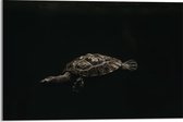 WallClassics - Acrylglas - Schildpad zwemmend in Zwart Water - 60x40 cm Foto op Acrylglas (Wanddecoratie op Acrylaat)