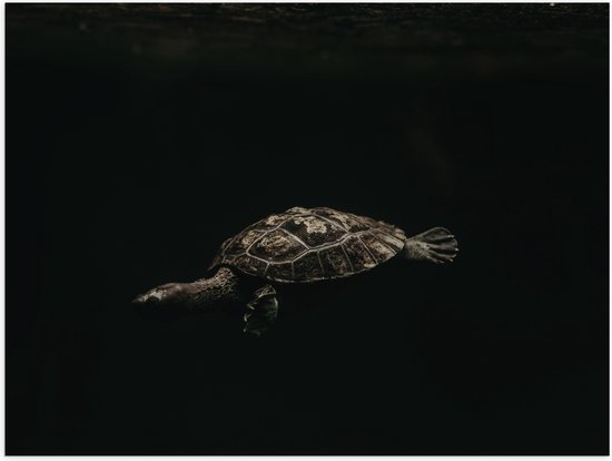 WallClassics - Poster (Mat) - Schildpad zwemmend in Zwart Water - 40x30 cm Foto op Posterpapier met een Matte look