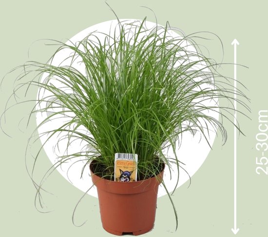 ZynesFlora Cyperus Zumula - 4 Stuks - Kattengras - 12 cm