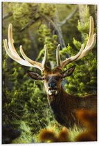 WallClassics - Dibond - Hert met Groot Gewei in het Bos - 60x90 cm Foto op Aluminium (Wanddecoratie van metaal)