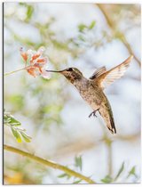 WallClassics - Dibond - Colibri sur Fleurs Witte - 60x80 cm Photo sur aluminium ( Décoration murale en métal)