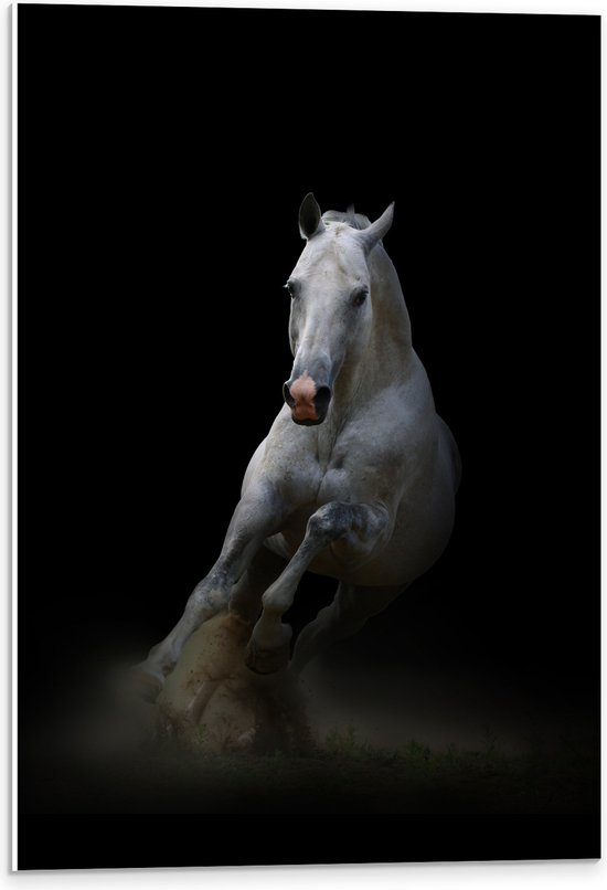 PVC Schuimplaat - Galopperend Wit Paard in Donkere Omgeving - 40x60 cm Foto op PVC Schuimplaat (Met Ophangsysteem)