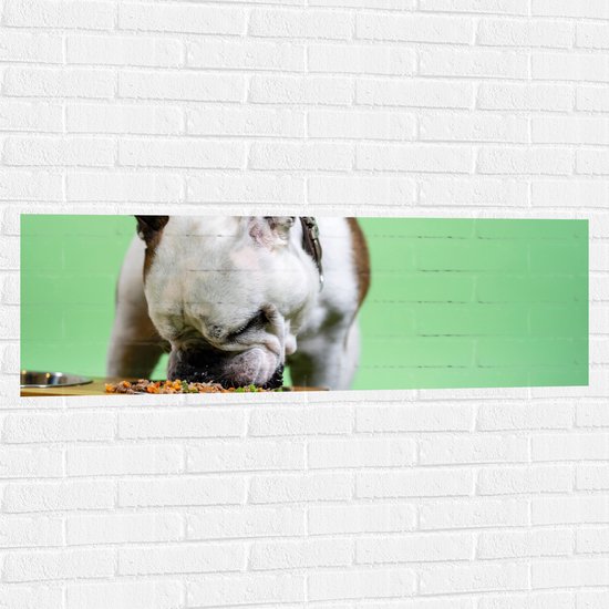 WallClassics - Muursticker - Hondje aan het Eten voor Groene Achtergrond - Buldog - 120x40 cm Foto op Muursticker