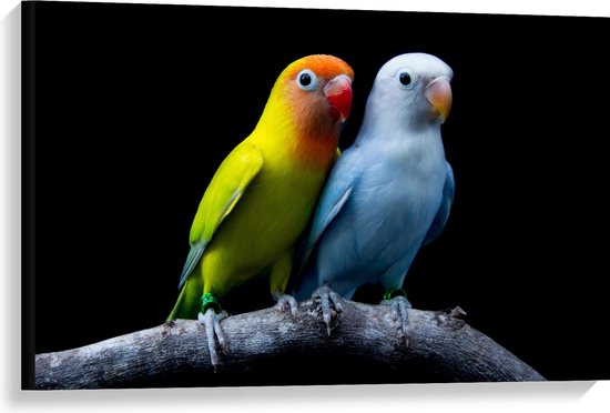 Canvas - Oranje-Gele Vogel met Blauwe Vogel op Tak tegen Zwarte Achtergrond - 90x60 cm Foto op Canvas Schilderij (Wanddecoratie op Canvas)