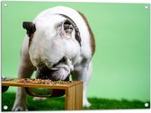 WallClassics - Tuinposter – Hondje aan het Eten voor Groene Achtergrond - Buldog - 80x60 cm Foto op Tuinposter (wanddecoratie voor buiten en binnen)
