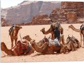 WallClassics - Acrylglas - Kamelen in de Woestijn - 80x60 cm Foto op Acrylglas (Wanddecoratie op Acrylaat)