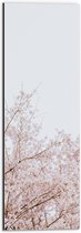Dibond - Licht Roze Bloesem aan de Bomen - 20x60 cm Foto op Aluminium (Wanddecoratie van metaal)