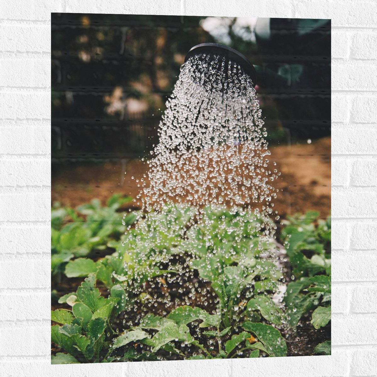 Muursticker - Planten Water Geven met Gieter - 60x80 cm Foto op Muursticker