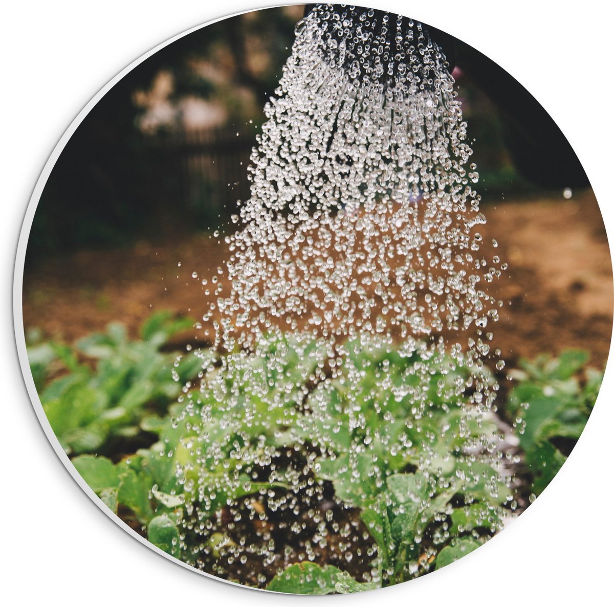 PVC Schuimplaat Muurcirkel - Planten Water Geven met Gieter - 20x20 cm Foto op Muurcirkel