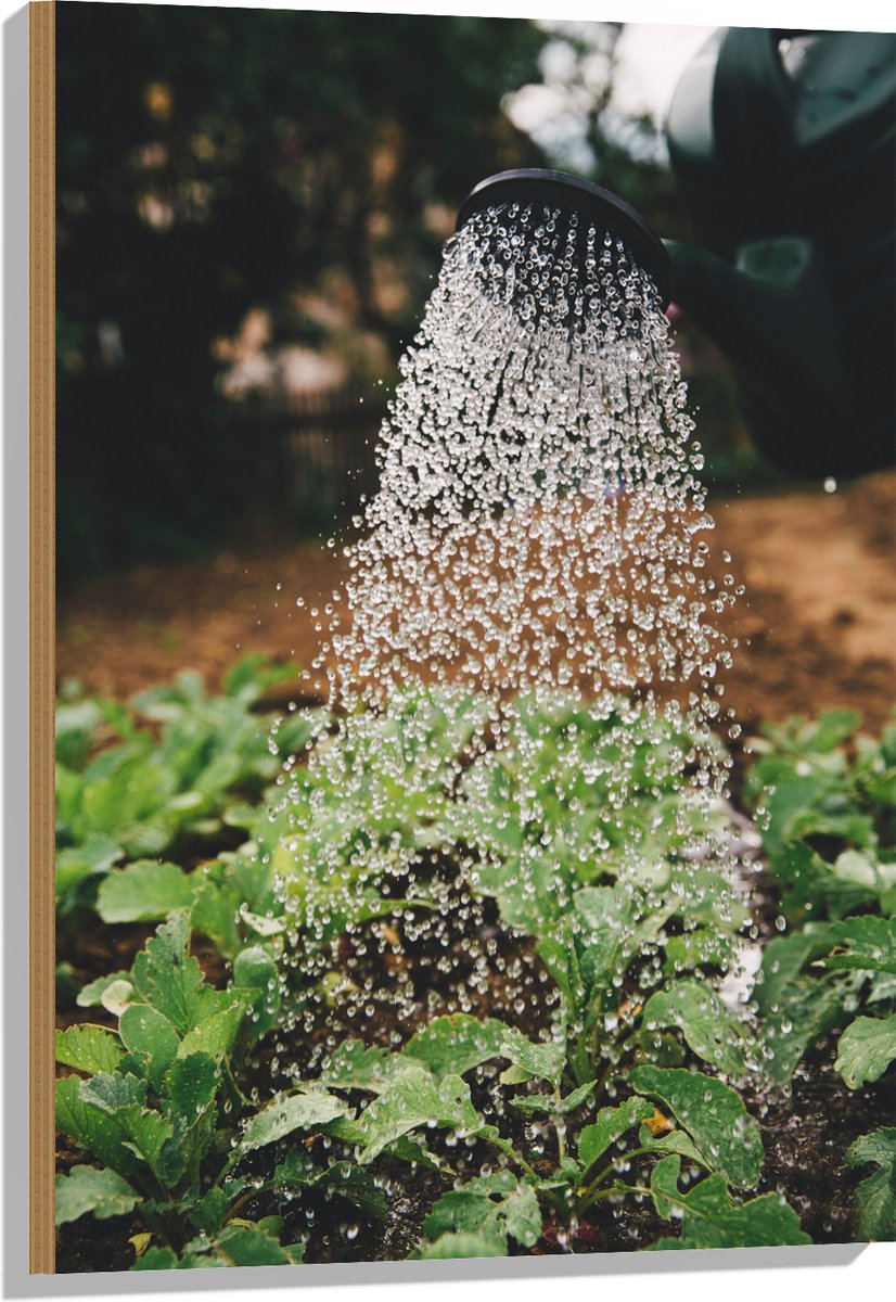 Hout - Planten Water Geven met Gieter - 60x90 cm - 9 mm dik - Foto op Hout (Met Ophangsyst