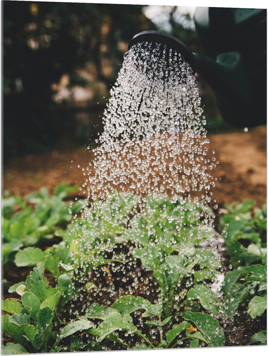 Acrylglas - Planten Water Geven met Gieter - 75x100 cm Foto op Acrylglas (Met Ophangsystee