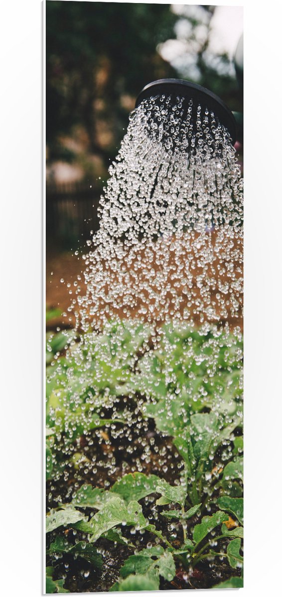 PVC Schuimplaat- Planten Water Geven met Gieter - 30x90 cm Foto op PVC Schuimplaat