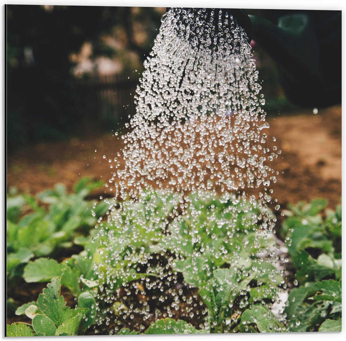 Dibond - Planten Water Geven met Gieter - 50x50 cm Foto op Aluminium (Wanddecoratie van me