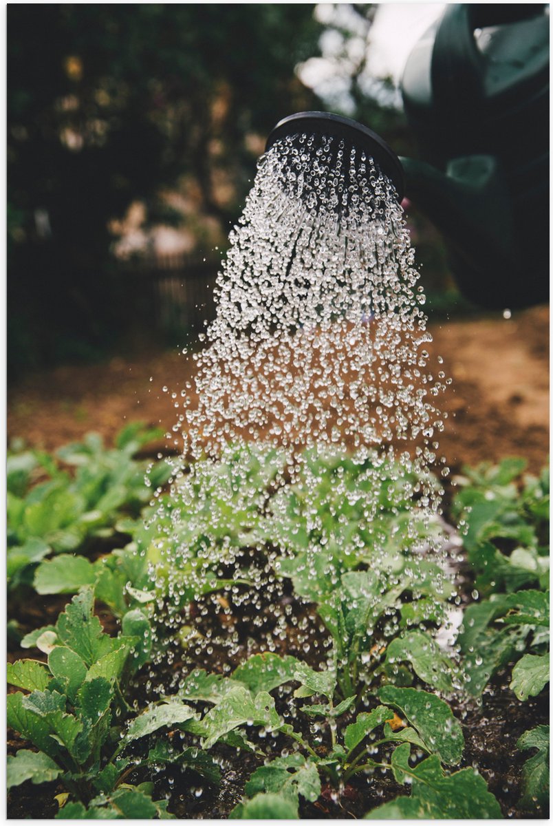 Poster Glanzend – Planten Water Geven met Gieter - 70x105 cm Foto op Posterpapier met Glan