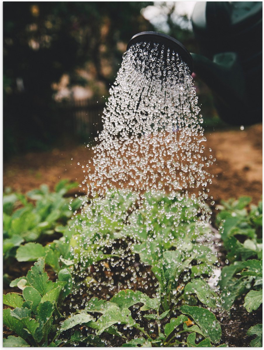 Poster (Mat) - Planten Water Geven met Gieter - 30x40 cm Foto op Posterpapier met een Matt