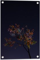 Tuinposter – Tak met Bladeren in Nacht - 40x60 cm Foto op Tuinposter (wanddecoratie voor buiten en binnen)