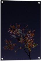 Tuinposter – Tak met Bladeren in Nacht - 50x75 cm Foto op Tuinposter (wanddecoratie voor buiten en binnen)