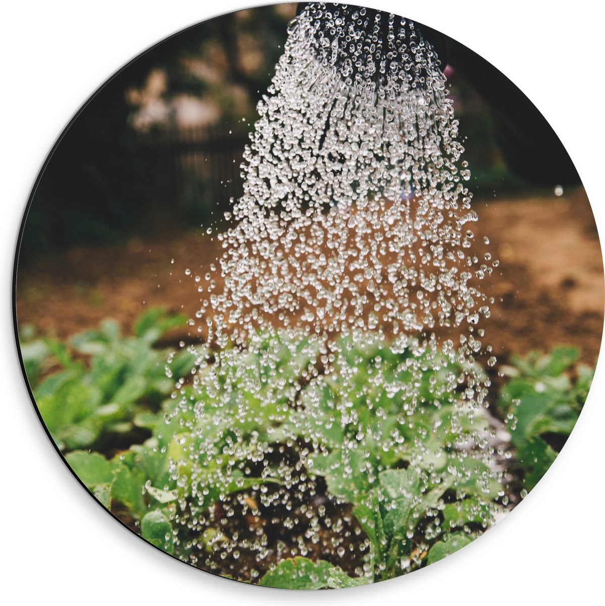 Dibond Muurcirkel - Planten Water Geven met Gieter - 30x30 cm Foto op Aluminium Muurcirkel