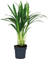Dypsis Lutescens - Goudpalm - Kamerplant - Onderhoudsvriendelijk - ⌀12 cm - 30-35 cm
