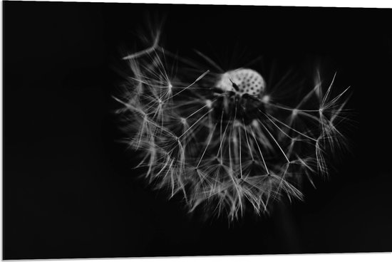 Dibond - Paardenbloem - Zwart/Wit - 90x60 cm Foto op Aluminium (Met Ophangsysteem)