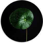 WallClassics - Dibond Muurcirkel - Cirkelvormige Groene Plant - 60x60 cm Foto op Aluminium Muurcirkel (met ophangsysteem)