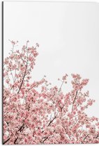 Dibond - Roze Sakura - 50x75 cm Foto op Aluminium (Met Ophangsysteem)