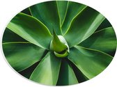PVC Schuimplaat Ovaal - Groene Bladeren van een Plant - 28x21 cm Foto op Ovaal (Met Ophangsysteem)
