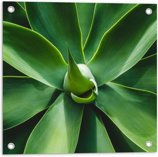 Tuinposter – Groene Bladeren van een Plant - 50x50 cm Foto op Tuinposter (wanddecoratie voor buiten en binnen)