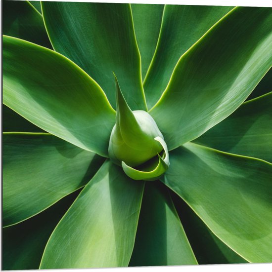 Dibond - Groene Bladeren van een Plant - 80x80 cm Foto op Aluminium (Wanddecoratie van metaal)