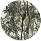 PVC Schuimplaat Muurcirkel - Koala Beer in de Boom - 70x70 cm Foto op Muurcirkel (met ophangsysteem)