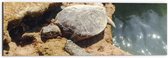 Dibond - Schildpad op Stenen langs een Watertje - 60x20 cm Foto op Aluminium (Met Ophangsysteem)