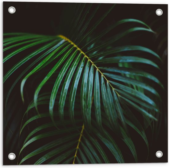 Tuinposter – Groene Palmbladeren - 50x50 cm Foto op Tuinposter (wanddecoratie voor buiten en binnen)