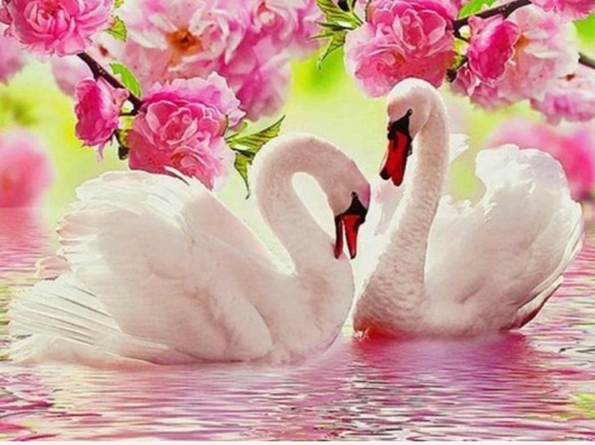 Denza - diamond painting 2 zwanen voor volwassenen 40 x 50 cm volledige bedrukking ronde steentjes direct leverbaar - zwaan - swan - meer - roze bloemen - roos - - uniek - zeer mooi - kerst