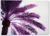 Acrylglas - Palmboom met Paarse Gloed - 40x30 cm Foto op Acrylglas (Met Ophangsysteem)