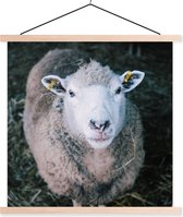 Porte-affiche avec affiche - Affiche scolaire - Moutons - Animaux - Bovins - 120x120 cm - lattes vierges