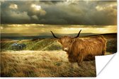 Ciel jaune au dessus de ce poster Highlander écossais 30x20 cm - petit - Tirage photo sur Poster (décoration murale salon / chambre) / Poster animaux sauvages