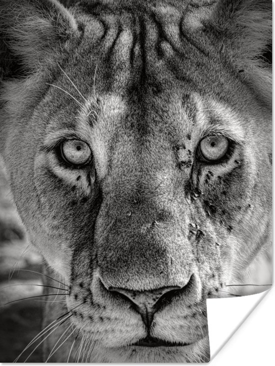 Profil animalier lionne en papier poster noir et blanc 30x40 cm