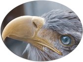 WallClassics - Dibond Ovaal - Zeearend Vogel van Dichtbij - 68x51 cm Foto op Ovaal (Met Ophangsysteem)