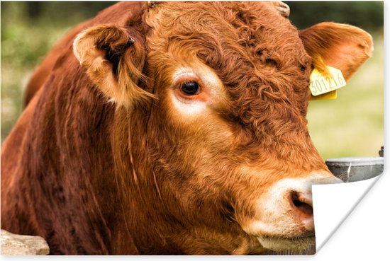 Affiche Highlander écossais - Berg - Clôture - 90x60 cm