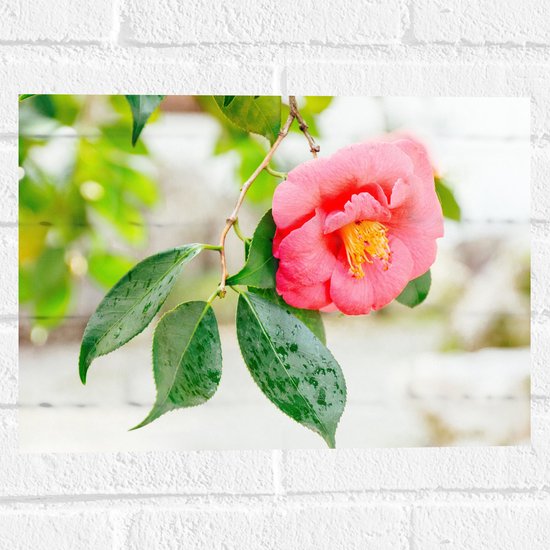WallClassics - Muursticker - Roze Bloem aan een Boom - 40x30 cm Foto op Muursticker
