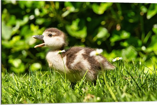 WallClassics - Dibond - Baby Eendje in het Gras - 90x60 cm Foto op Aluminium (Wanddecoratie van metaal)