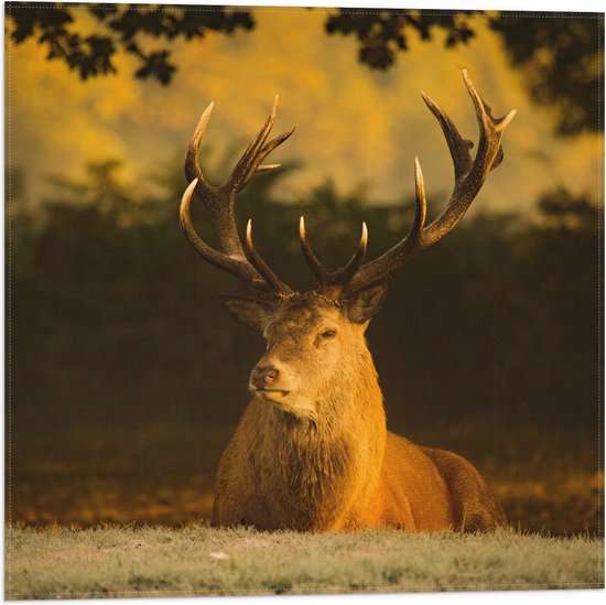 WallClassics - Drapeau - Cerf Couché - 50x50 cm Photo sur Drapeau Polyester
