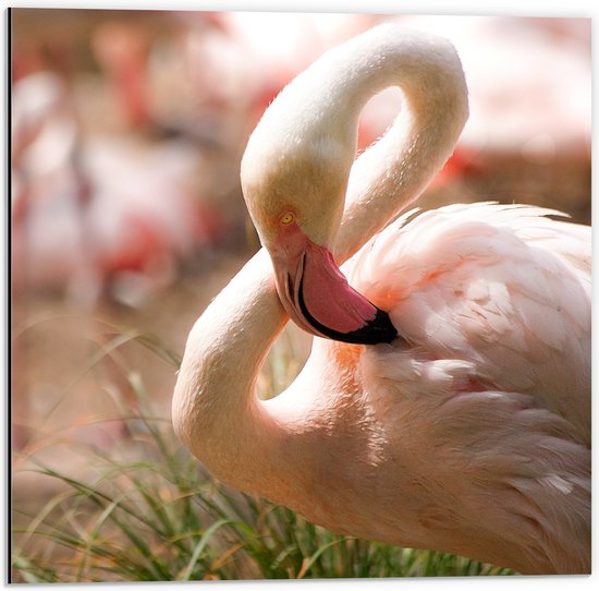 WallClassics - Dibond - Flamingo in het Gras - 50x50 cm Foto op Aluminium (Met Ophangsysteem)