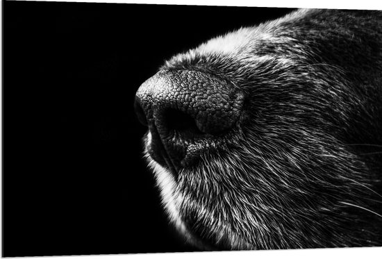 WallClassics - Dibond - Honden Snuit Zwart met Wit - 120x80 cm Foto op Aluminium (Met Ophangsysteem)