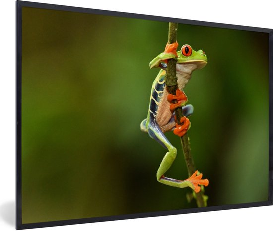 Photo en cadre - Cadre photo petite grenouille colorée dans la forêt tropicale noir sans passe partout 60x40 cm - Affiche sous cadre (Décoration murale salon / chambre)