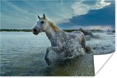 Poster Paard - Water - Druppel - 120x80 cm