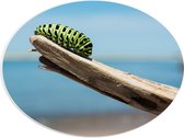WallClassics - PVC Schuimplaat Ovaal - Groene Rups op een Tak - 40x30 cm Foto op Ovaal (Met Ophangsysteem)