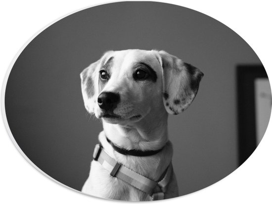 WallClassics - PVC Schuimplaat Ovaal - Whippet Hond Zwart - Wit - 28x21 cm Foto op Ovaal (Met Ophangsysteem)